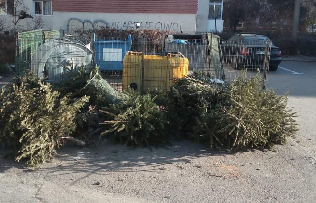 Primăria Pitești adună brazii de Crăciun