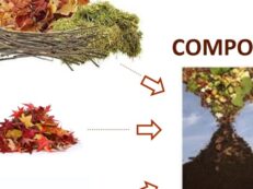 compost