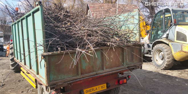 ADP Gherla începe ridicarea resturilor vegetale/crengilor rezultate din toaletarea copacilor. Arderea sau depozitarea la containere sunt interzise